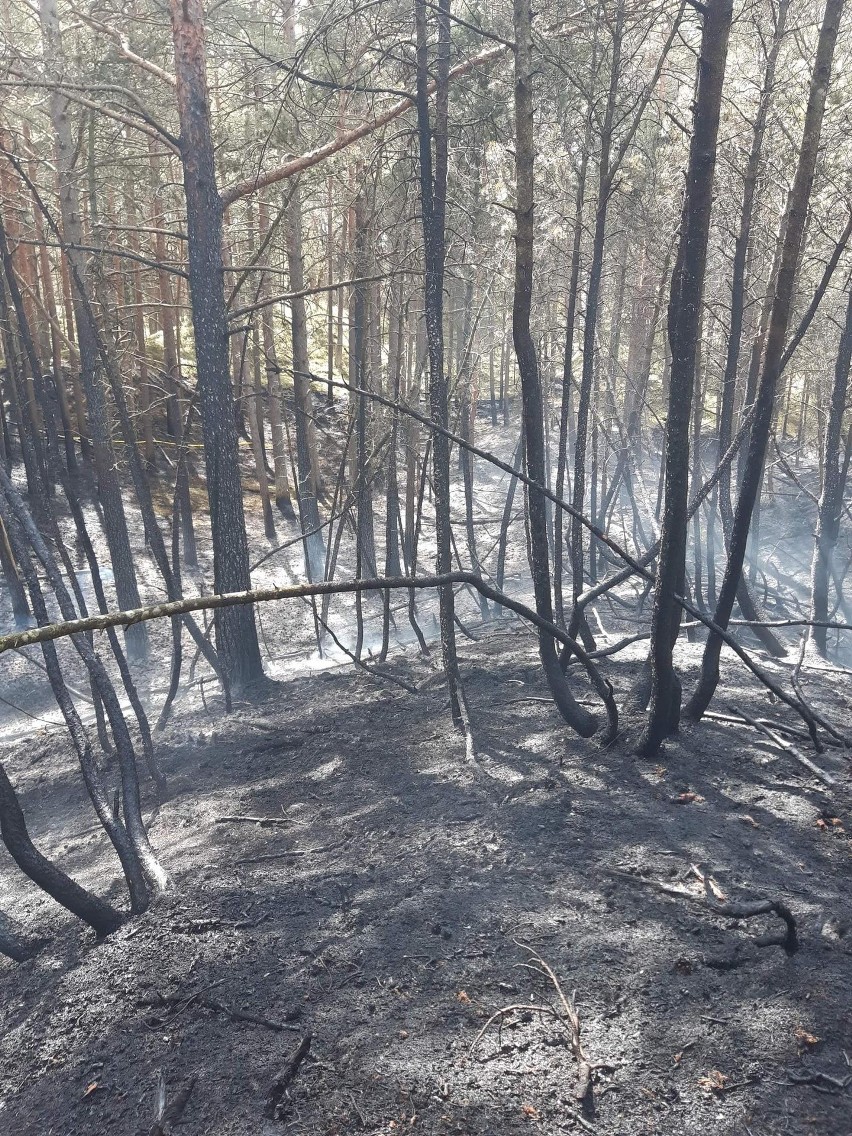 Pożar lasu w Białogórze (1.05.2022)