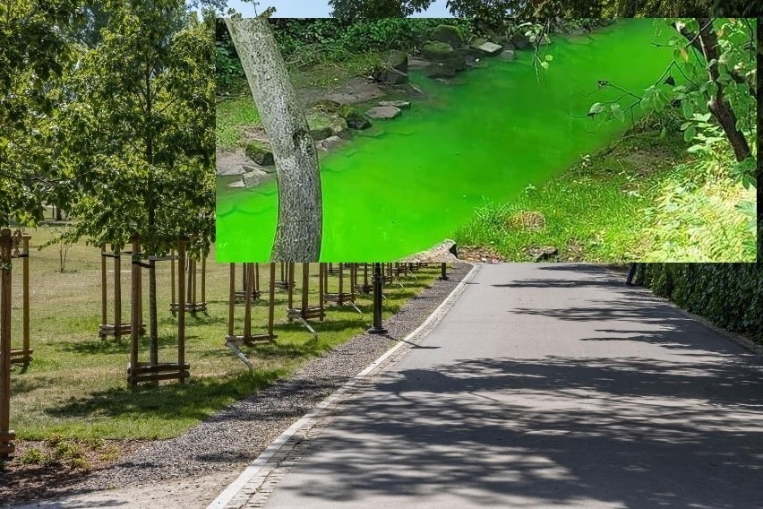 Rzeka w parku Jerzmanowskich zmieniła kolor na zielony