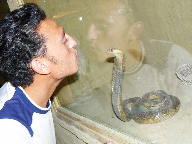 Przewodnik Amal postanowił zaimponować nam odwagą. Podszedł do terrarium i złożył pocałunek na szybie na wysokości głowy gada.