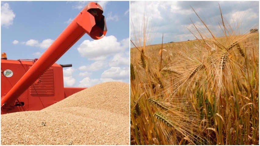 GUS: Zbiory zbóż ocenione na 32 miliony ton. Ziarno gorszej jakości [dokładne dane]