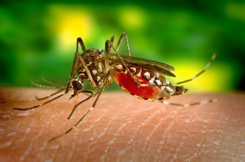 Komary w tym roku gryzą wyjątkowo i jest ich nadzwyczaj...