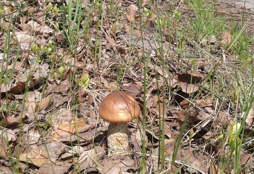 Wiosna, a w lubuskich lasach jest coraz więcej grzybów (zdjęcia Czytelników)