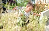 Zarastamy w Zielonej Górze. Wszędzie wysokie trawy i chwasty [ZDJĘCIA]