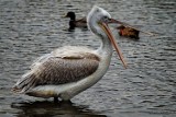 Nasz Czytelnik sfotografował pelikana kędzierzawego na jeziorze mogileńskim!