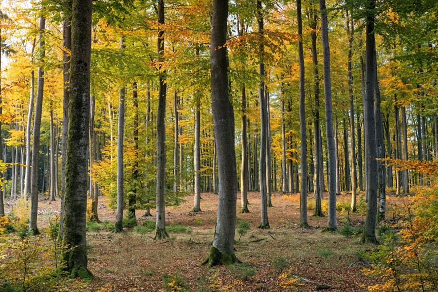 Osoby, które nie mają działki, ani ogródka, w których...