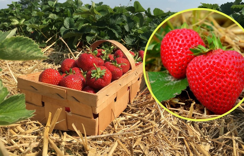 Wybierz odpowiednie miejsce - truskawki lubią słoneczne...