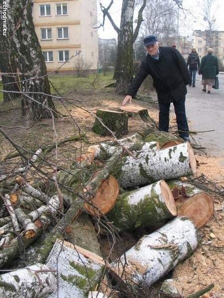 Józef Konefał z tarnobrzeskiego koła Ligii Ochrony Przyrody pokazuje pnie po ściętych brzozach przy ulicy Waryńskiego w Tarnobrzegu