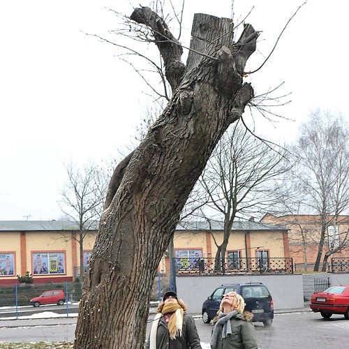 Zuzanna Sugier (po prawej) i Barbara Szuba-Wiśniewska z działu zieleni Zarządu Dróg Miejskich oceniają stan drzewa ogołoconego z konarów.