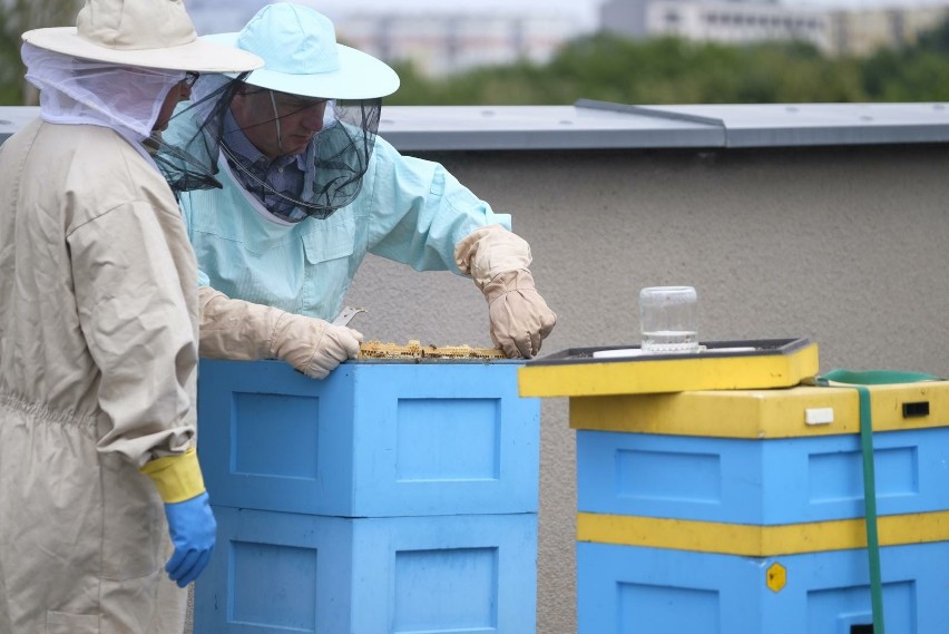 Pszczelarze martwią się znikającymi pożytkami w polskim...