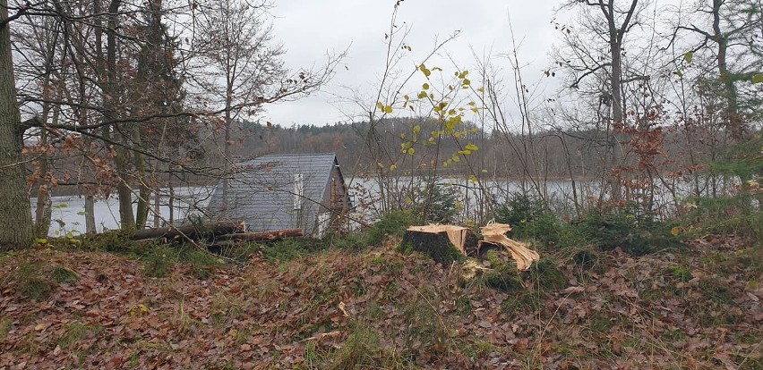Kontrowersyjna wycinka drzew nad jeziorem Jeleń. Czytelnik: zniszczyli zdrowe drzewa (ZDJĘCIA)