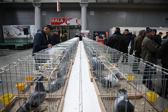 Kilka tysięcy gołębi i królików przyjechało do Kielc na Regionalną Wystawę Gołębi i Królików w Targach Kielce. Zobaczcie więcej na kolejnych slajdach>>>
