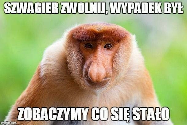 Memy o Januszu Nosaczu idealnie wpisują się w Dzień Małpy, który przypada 14 grudnia. Zobacz najzabawniejsze grafiki z tą popularną postacią