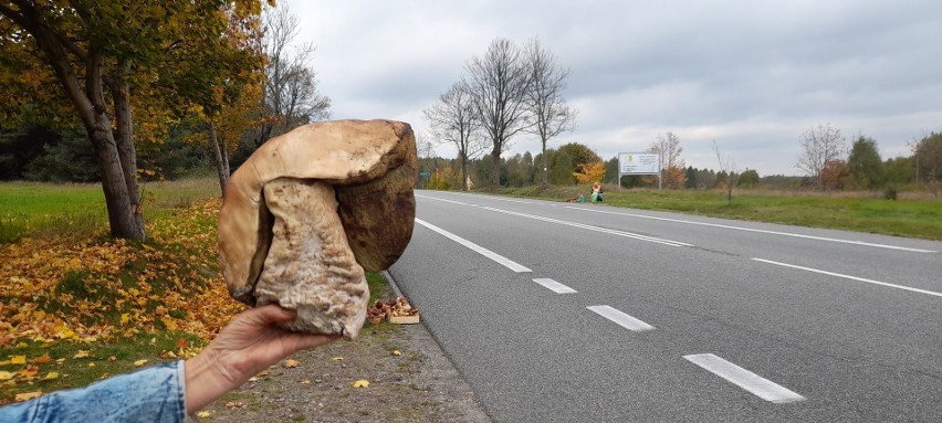 Można kupić nawet taki ogromny okaz borowika, który w...