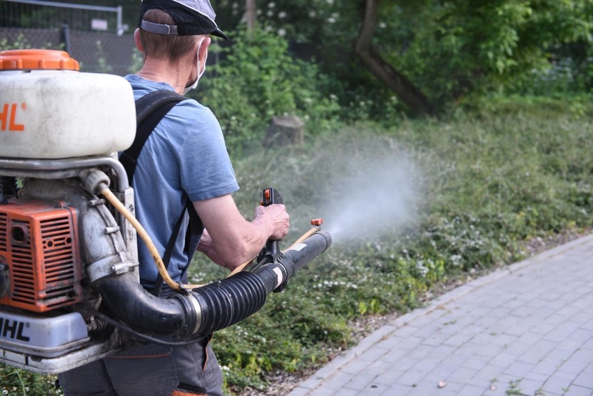 Opryski na meszki i komary rozpoczęły się w Toruniu 7...