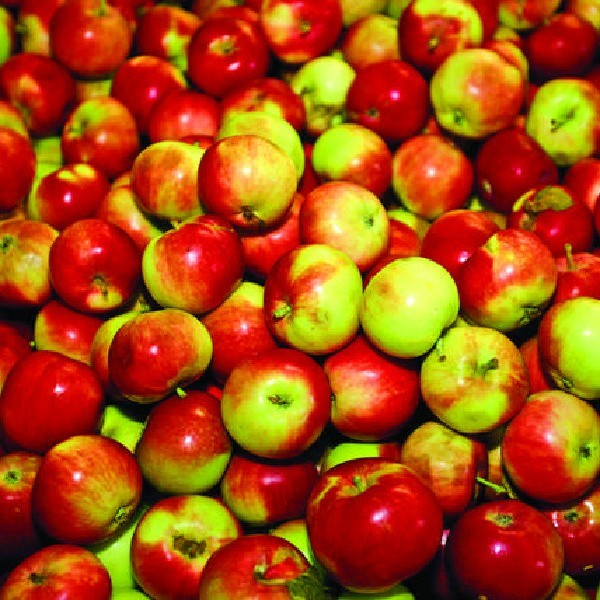 Jabłka działają jak miotła w jelitach.