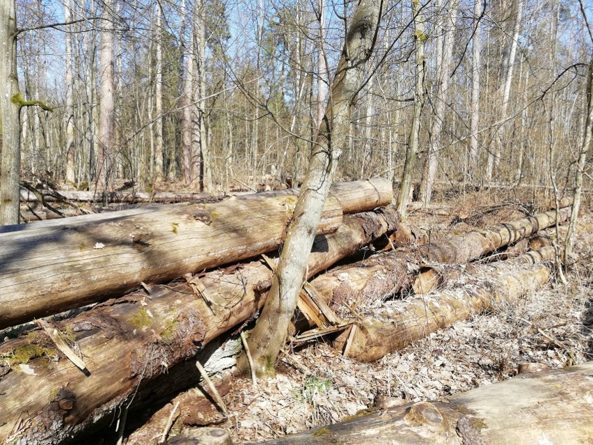 Tragedia w Puszczy Białowieskiej. "Nie wiedziałam, że dożyję...