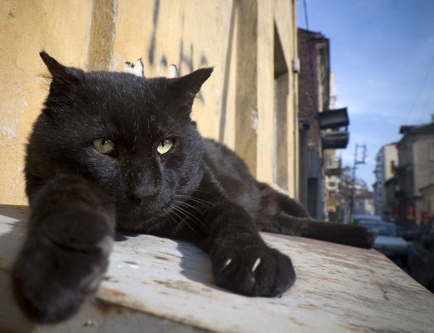 Uważaj na czarnego kota...