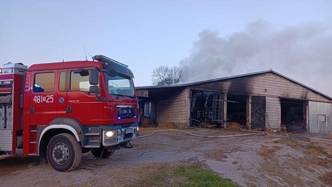 Pożar obory w regionie. Ponad 100 sztuk bydła strawił ogień. W akcji udział wzięło 13 zastępów straży pożarnej