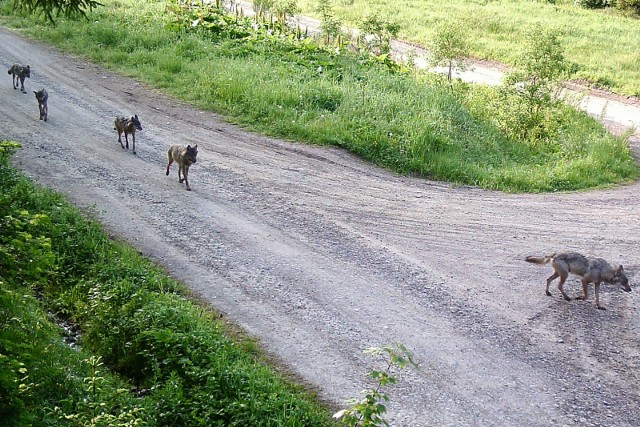 Podczas patrolowania polsko-ukraińskiej granicy funkcjonariusze BiOSG często spotykają dzikie zwierzęta.