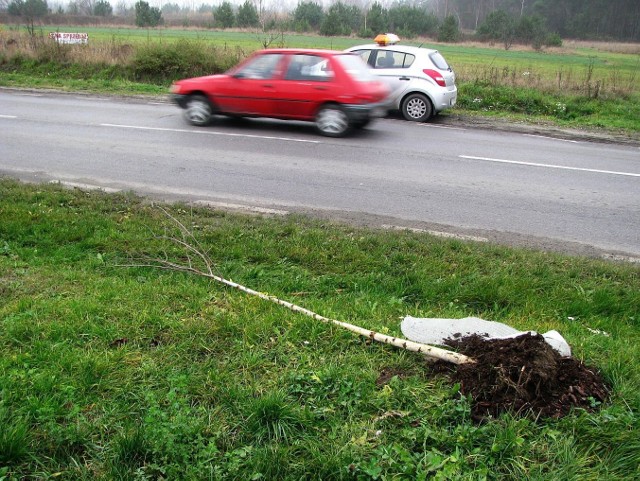 Niektóre drzewa zostały powyrywane z korzeniami