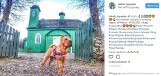 Pies Lilly gwiazdą Instagrama. Promuje Podlaskie (zdjęcia)