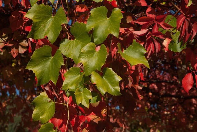 Pnącza to wyjątkowo dekoracyjne rośliny. Wiele z nich ma różnokolorowe liście, inne przebarwiają się jesienią, tworząc piękne i niezwykle kolorowe dekoracje.
