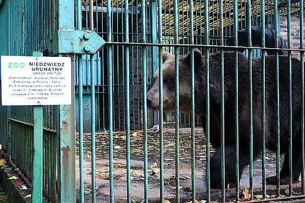 Niedźwiedź brunatny miota się bezsilny w klatce