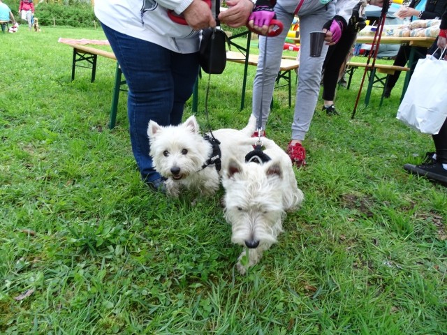 Stowarzyszenie Kierunek Polanów po raz kolejny zaprasza chętnych do udziału w imprezie plenerowej – Dogtrekking Przystanek Polanów.