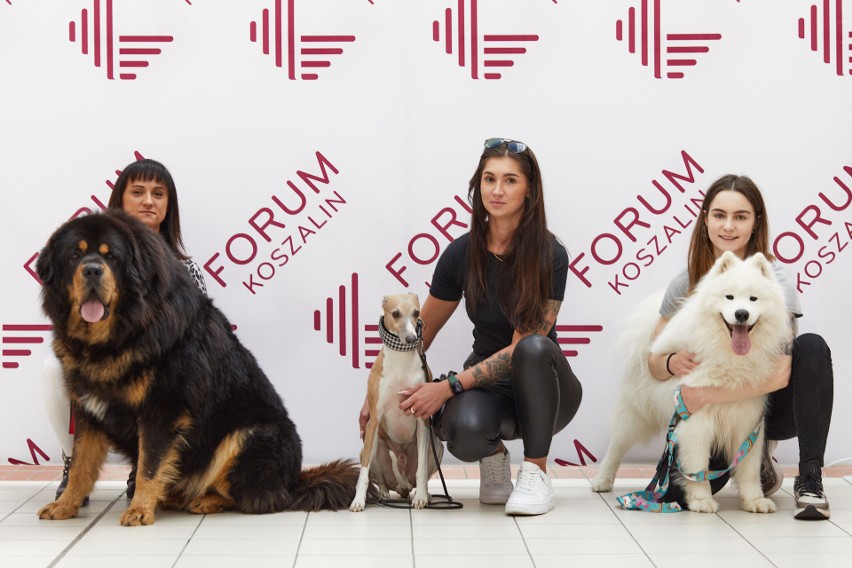 Forum Koszalin ma nowych psich ambasadorów. To Czedan, Stich i Ray