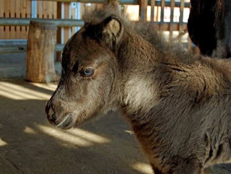 Wrocław: Mały osiołek, kucyk, owieczki i kózki we wrocławskim zoo (ZDJĘCIA)