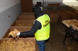 Nielegalny tytoń warty 230 tys. złotych w rękach straży granicznej