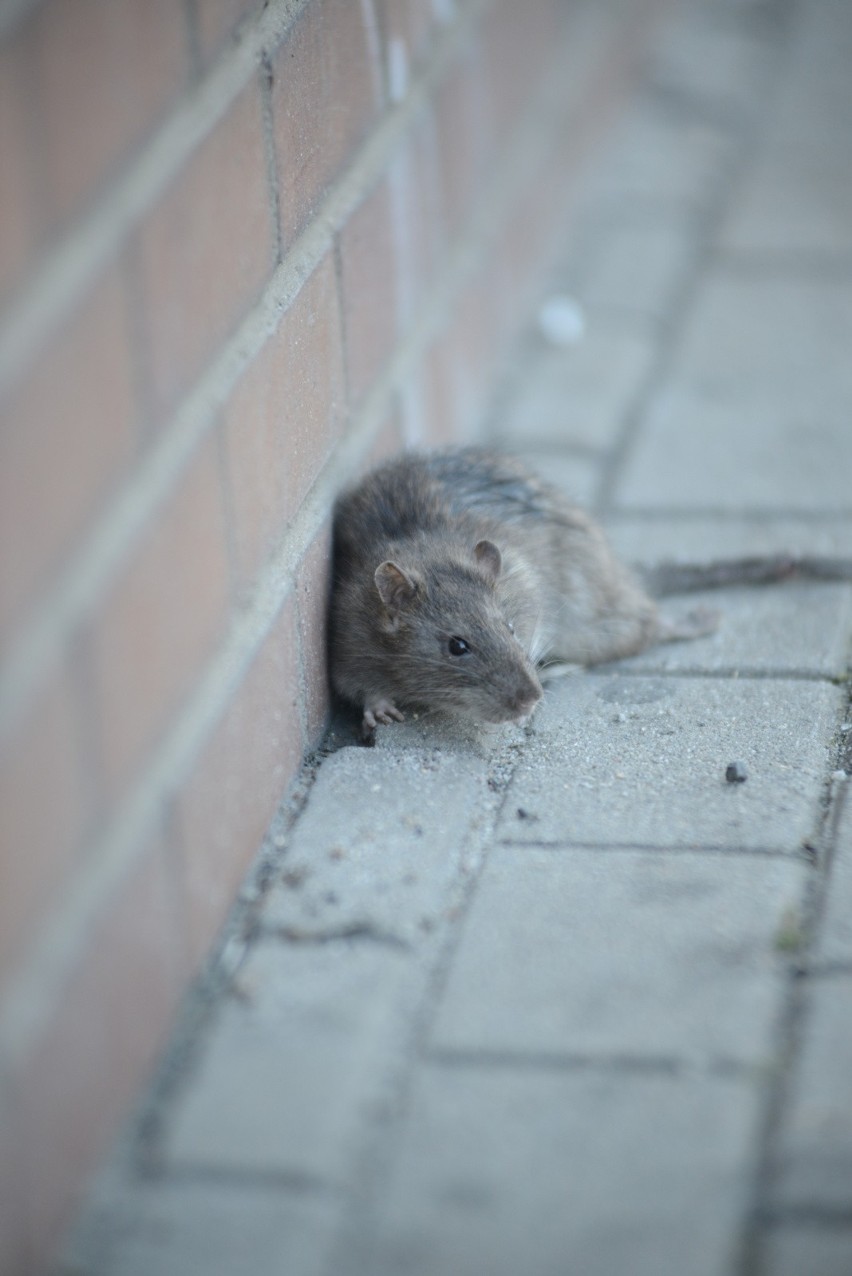 Problem ze szczurami w Poznaniu narasta. Mogą być one...