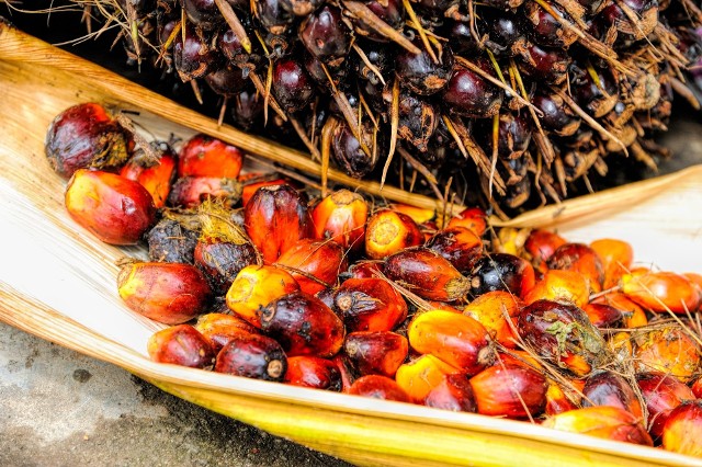 Coraz więcej firm decyduje się na zrównoważoną uprawę palm pod produkcję oleju palmowego, ale problem wylesiania, niszczenia i szkodzenia gatunkom takim jak orangutany jest wciąż aktualny.