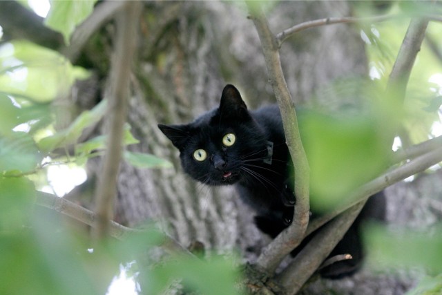 Przejście czarnego kota podobno też przynosi pecha. Tak twierdzą niektórzy... Piątek trzynastego - październik 2017
