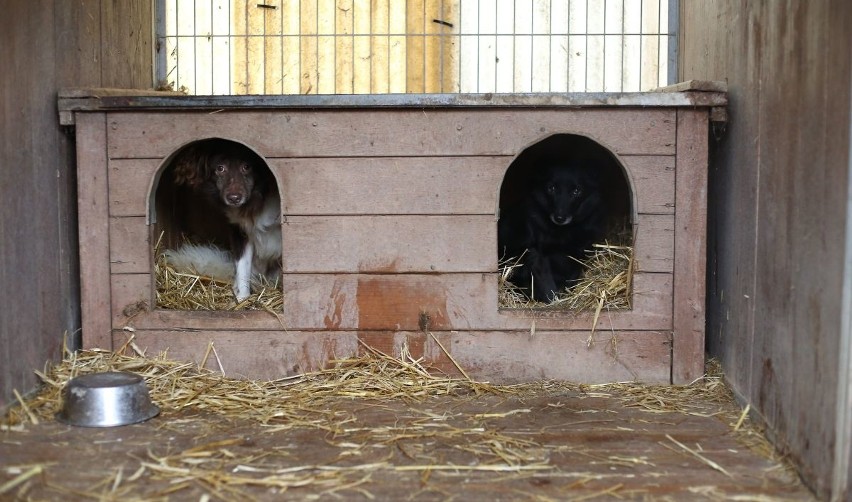 Koronawirus Łódź. Uwaga zamknięte schronisko dla bezdomnych zwierząt przy ul. Marmurowej w Łodzi