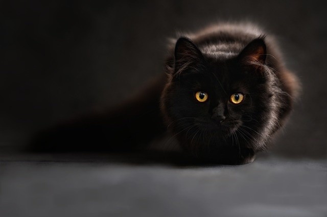 Czarny kot, zwłaszcza jeśli przebiegnie drogę, ma zwiastować...