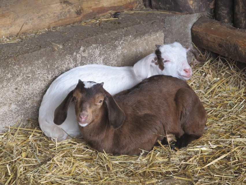 Owce z wrocławskiego zoo poszły do "fryzjera" (ZDJĘCIA)