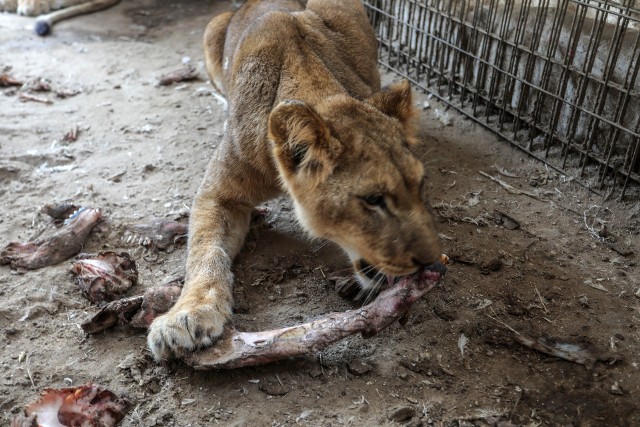 W prywatnym ogrodzie zoologicznym w  Rafah padają z głodu małpy, lwy i inne zwierzęta.
