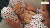 Koty potrafią zasnąć w każdych warunkach [film]