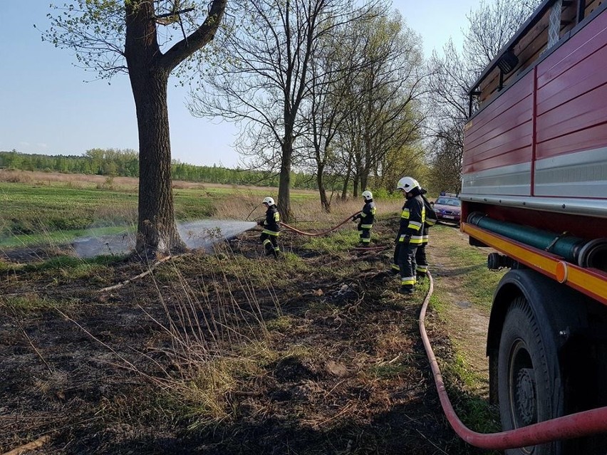 Płoną trawy na torfowiskach w Puszczy Niepołomickiej 