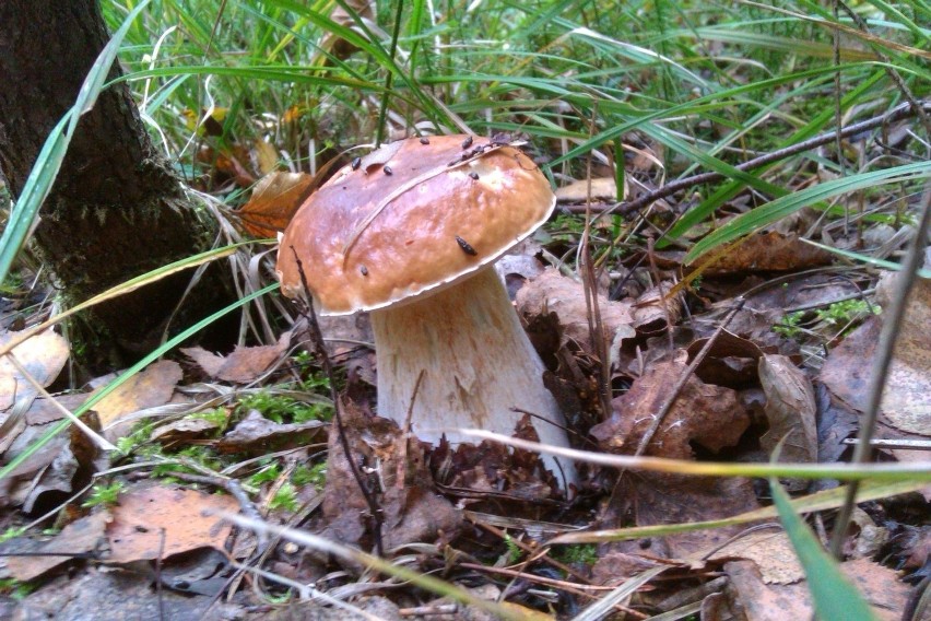 Grzyby - fotokokurs na najpiękniejsze okazy na Naszemiasto.pl [WEŹ UDZIAŁ I GŁOSUJ]