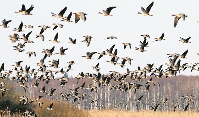 Mamy szczyt przelotów ptaków wodno-błotnych, a szczególnie gęsi białoczelnych. Zdjęcie wykonane w dolinie Narwi