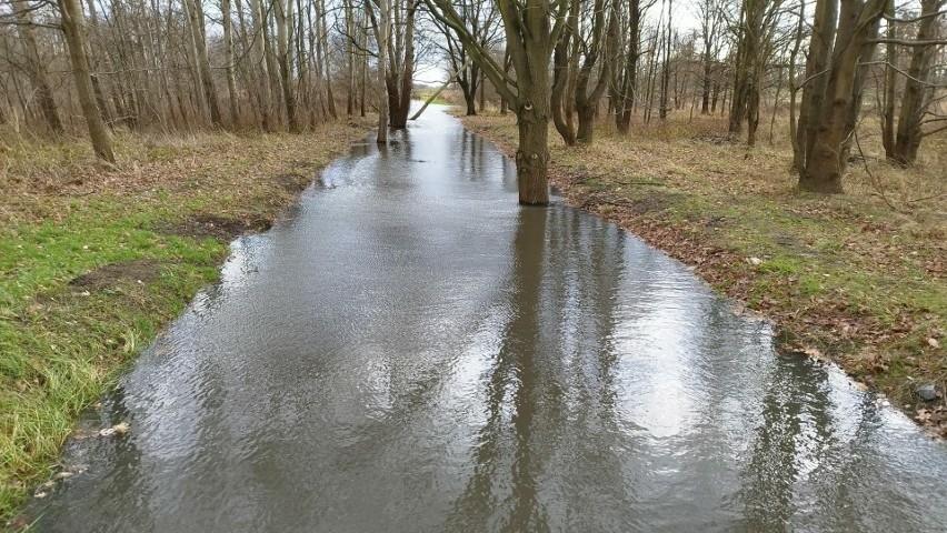 Wysoki poziom wody w Widawie, w północnej części Wrocławia,...