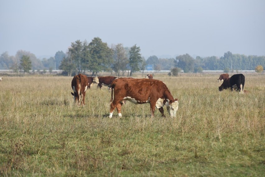 Zakłady mięsne domagają się odszkodowania od ubojni, od...