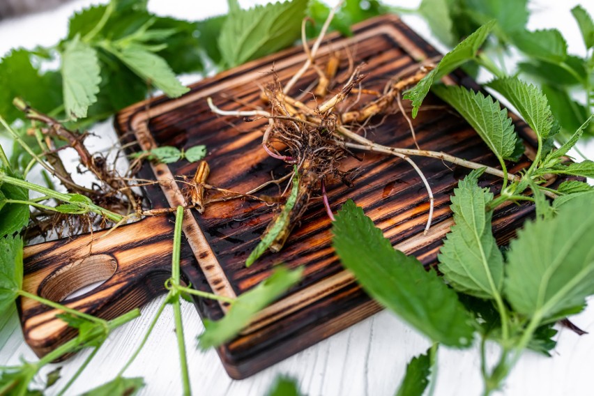 Korzeń pokrzywy zwyczajnej (Urtica dioica) ma nieco inny...