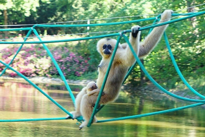 Nowy mieszkaniec ZOO we Wrocławiu - póki co jest bardzo...