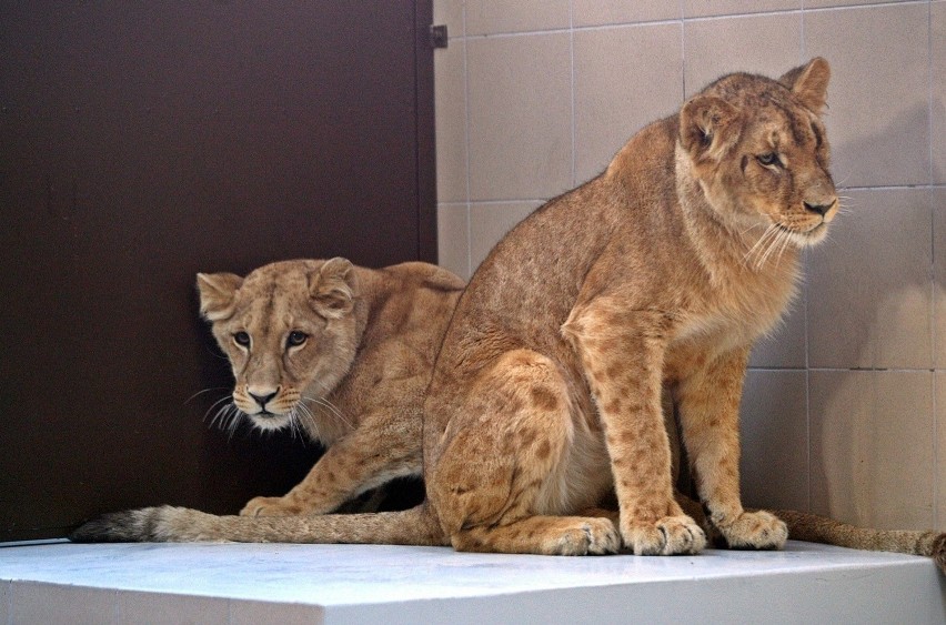 Lew zagryzł lwicę w gdańskim zoo. Arco wyeliminował samicę, której nie chciał?