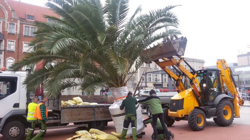Palmy wróciły na rynek w Katowicach