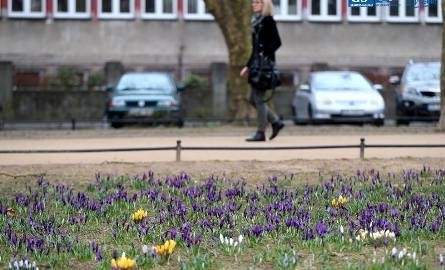 Ostrzeżenie przed silnym wiatrem. Nawet 90 km/h