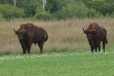 Żubry w okolicach Szczecinka! Lepiej nie podchodzić zbyt blisko [ZDJĘCIA]